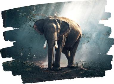 Photo d’un éléphant