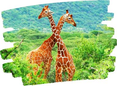 Photo de deux girafes