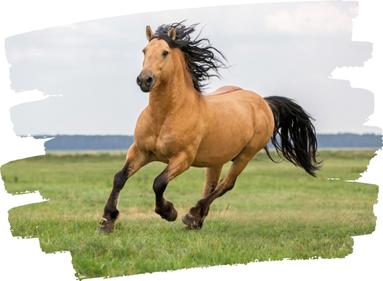 Photo d'un cheval