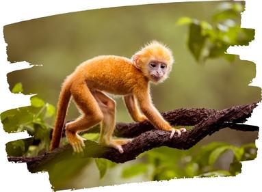 Photo d'un singe en couleur