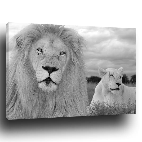 Tableau Lion Lionne Noir Et Blanc