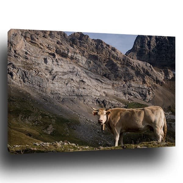 Tableau Montagne Vache
