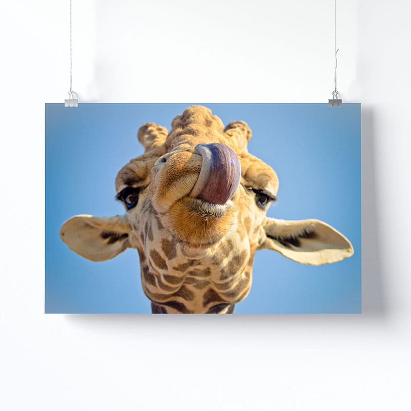 Tableau Girafe Moderne Version Affiche Photo Imprimée