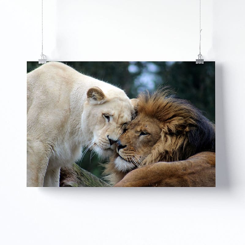 Tableau Lion Lionne Version Affiche Photo Imprimée