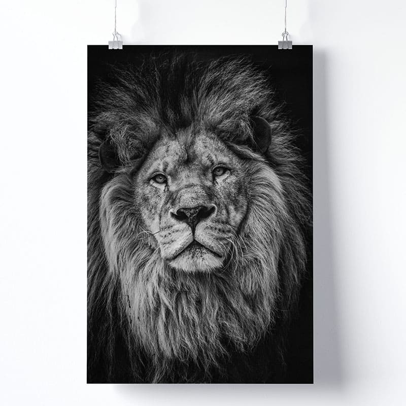 Tableau Lion Noir Et Blanc Version Affiche Photo Imprimée