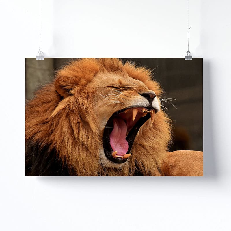 Tableau Lion Et Lionne Rugissant Version Affiche Photo Imprimée