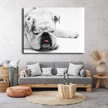 Tableau Chien Bouledogue au mur