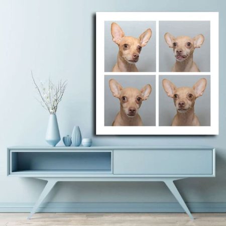 Tableau Chien Chihuahua au mur